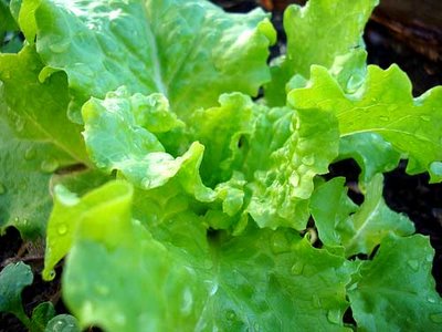lettuce03.jpg